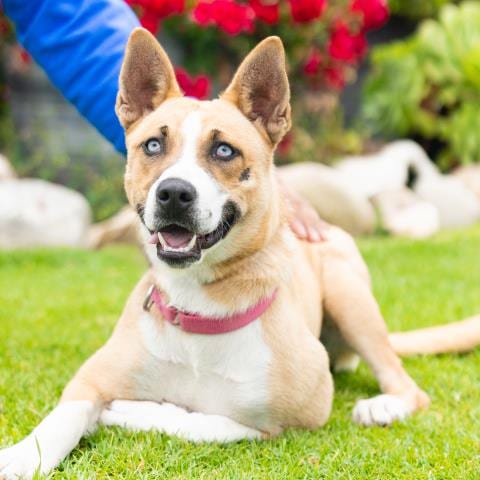 Photo of Jane, adoptable Husky in Camarillo, California