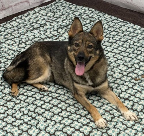 Photo of Berella, adoptable German Shepherd Dog in Detroit, Michigan