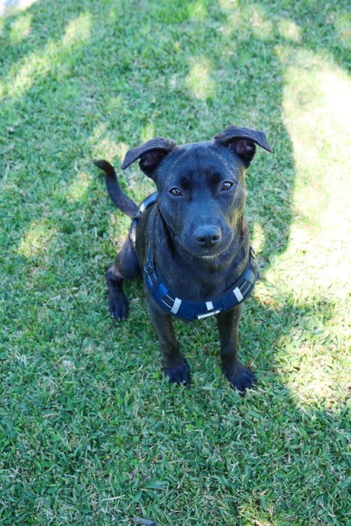 Photo of Finn, adoptable Pit Bull Terrier in ROSEVILLE, California