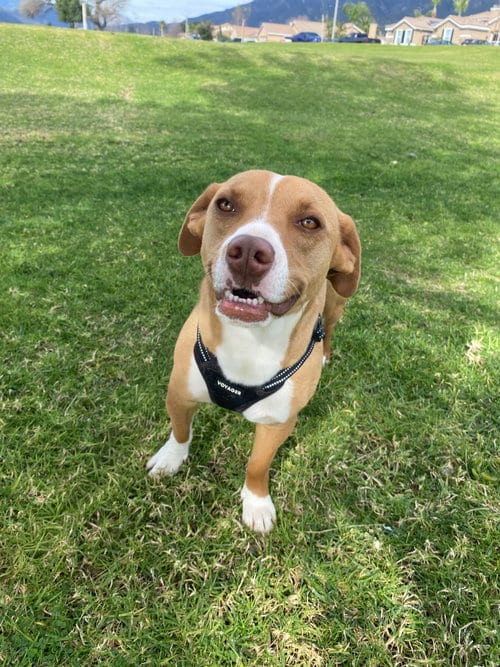 Photo of Beck, adoptable Dachshund in La Verne, California
