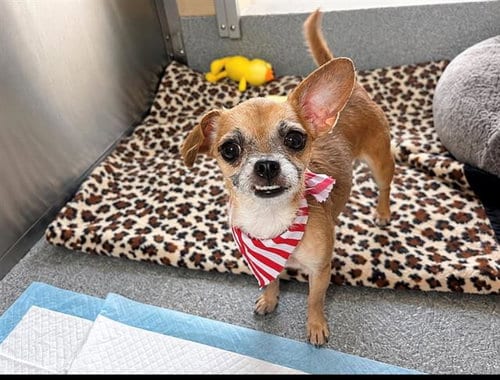 Photo of Darla, adoptable Cairn Terrier in Orange, California