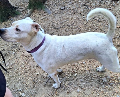 Photo of Missy, adoptable Pit Bull Terrier in Mountain View, Arkansas