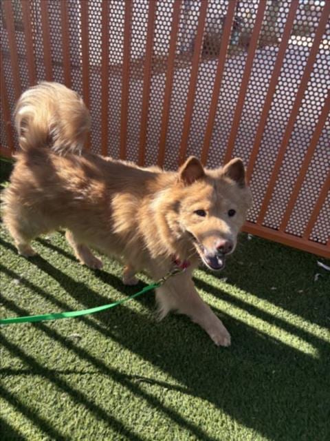 Photo of Perry, adoptable Chow Chow in Las Vegas, Nevada
