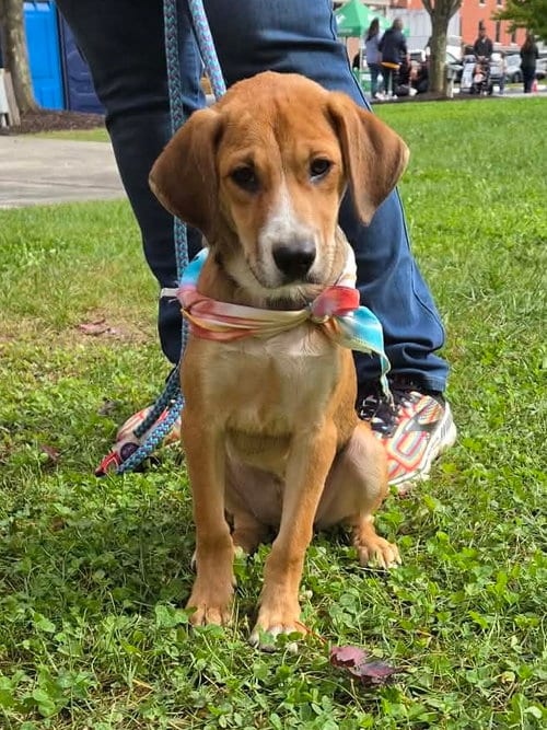 Photo of Corky, adoptable Hound in Elkins, West Virginia