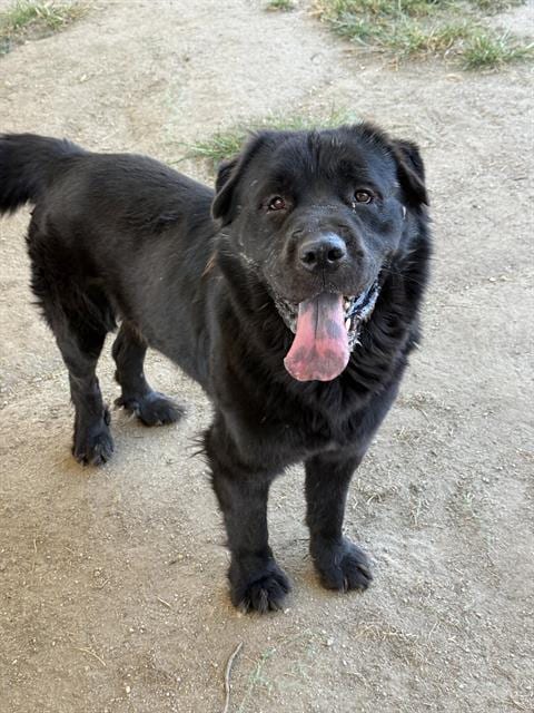 Photo of Monte, adoptable Chow Chow in Riverside, California