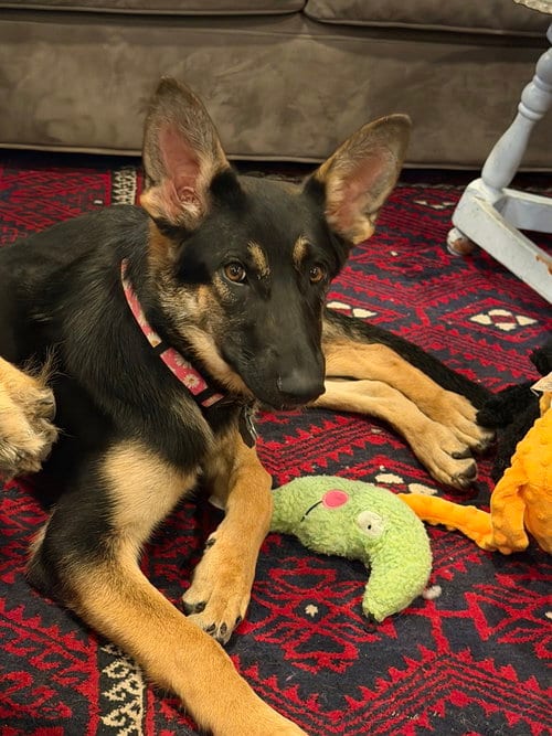 Photo of Tioga OAS, adoptable German Shepherd Dog in Cupertino, California