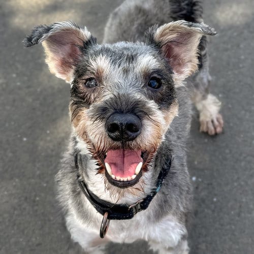 Photo of Rebel, adoptable Schnauzer in Sequim, Washington