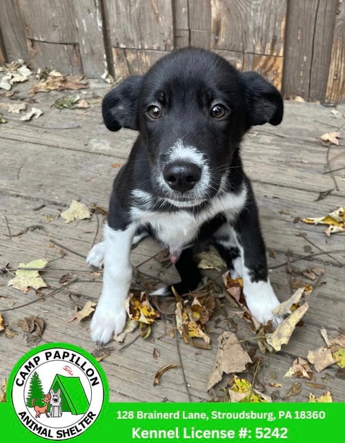 Photo of Miso, adoptable Unknown breed in Stroudsburg, Pennsylvania
