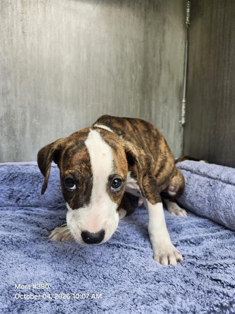 Photo of Adonis, adoptable American Staffordshire Terrier in San Antonio, Texas