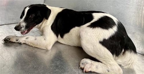 Photo of Kamo, adoptable Border Collie in Waco, Texas