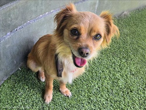 Photo of Heart, adoptable Chihuahua in Van Nuys, California