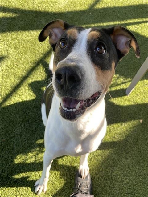 Photo of Sienna, adoptable Hound in Newton, North Carolina