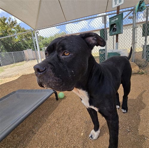 Photo of Tough, adoptable Cane Corso Mastiff in Killeen, Texas