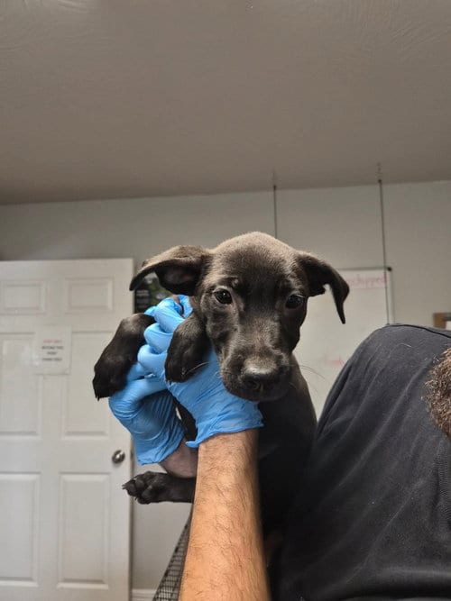 Photo of United, adoptable Labrador Retriever in Bolivar, Missouri