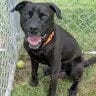 Photo of Dennis, adoptable Black Labrador Retriever in Enfield, Connecticut