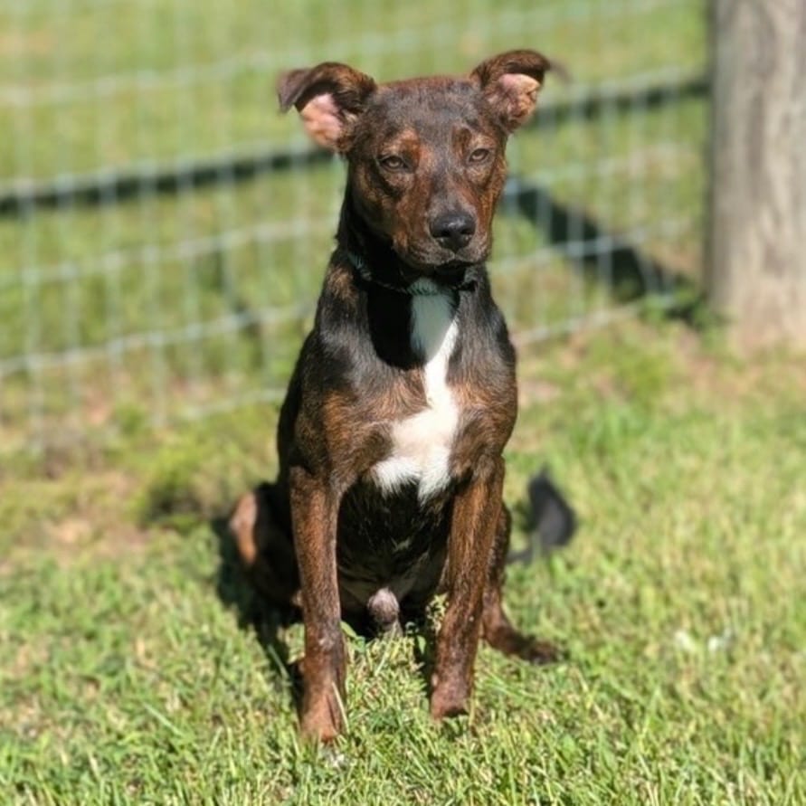 Photo of Roxs, adoptable Plott Hound in Bloomfield, Connecticut
