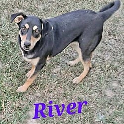 Photo of River 1, adoptable Rottweiler in East Hartford, Connecticut