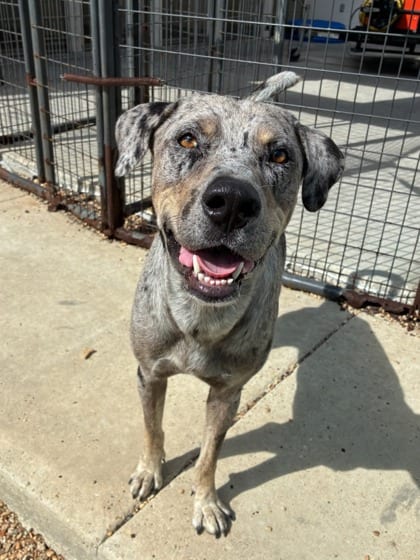 Photo of Kaiden, adoptable Mixed Breed in New Orleans, Louisiana