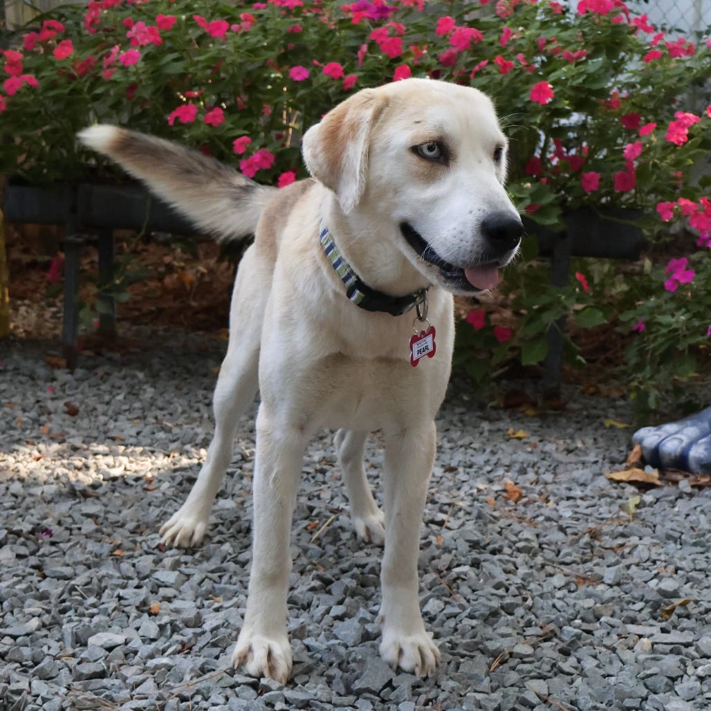 Photo of Pearl, adoptable Retriever, Labrador / Shepherd in Wake Forest, North Carolina