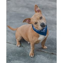 Photo of Simba, adoptable Terrier (Unknown Type, Medium) in Doral, Florida