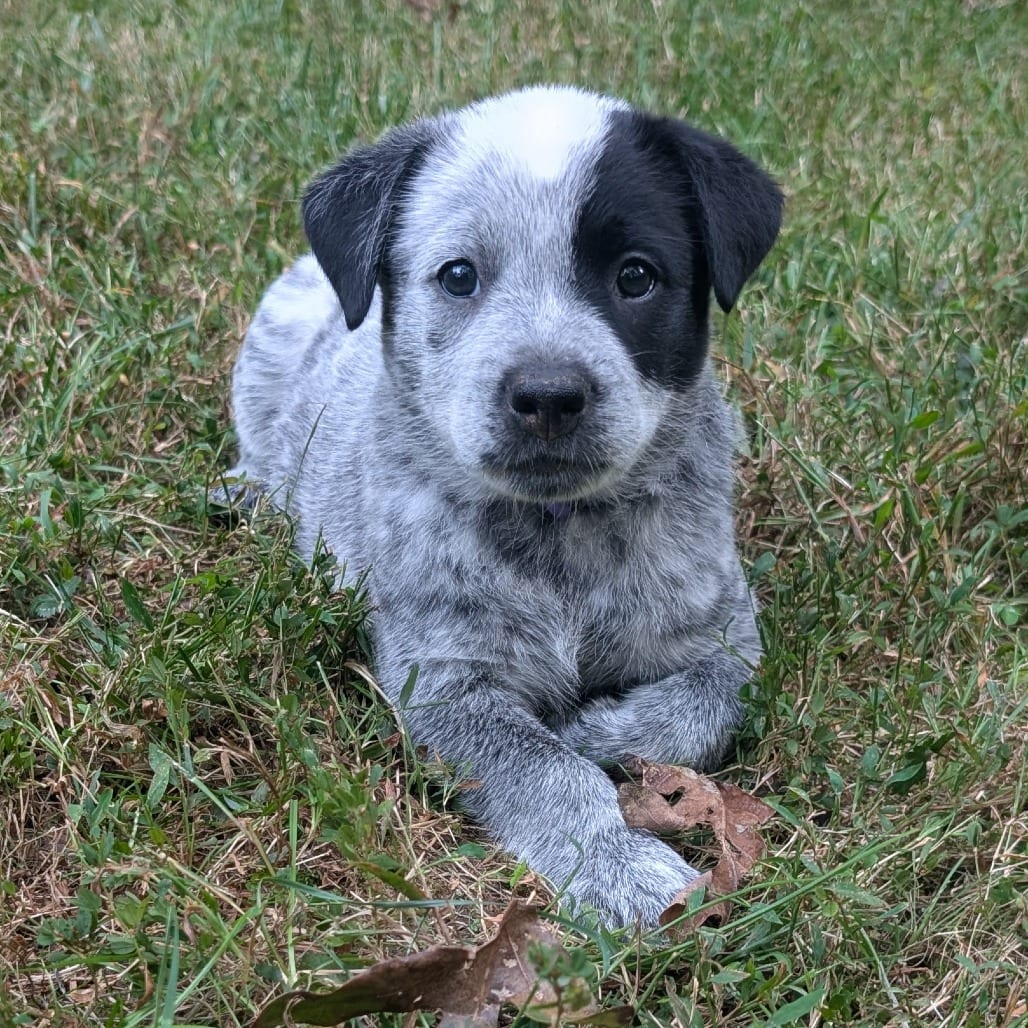 Photo of Macee Pup - Rosalind, adoptable Cattle Dog / Mixed Breed (Medium) in Fairfax Station, Virginia