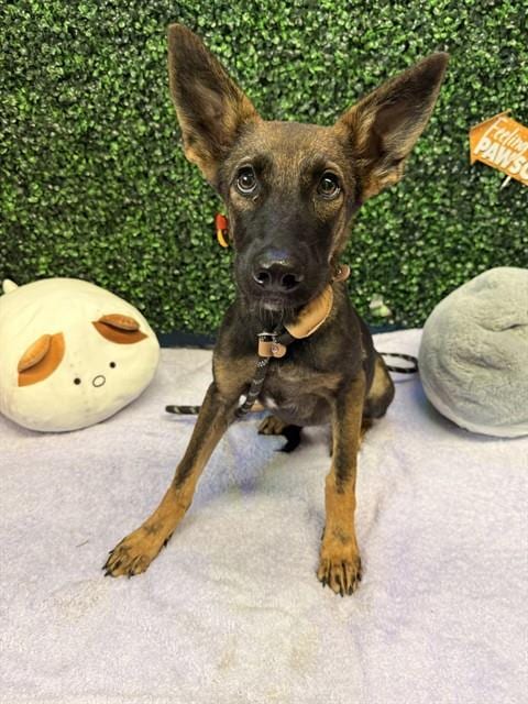 Photo of Baby Ruthe, adoptable German Shepherd Dog in Corpus Christi, Texas