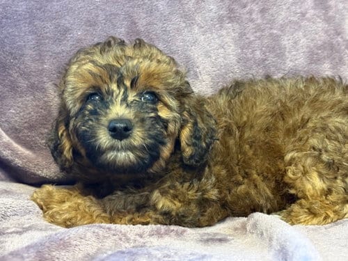 Photo of Nala - In Foster in Rocky Mount, NC, adoptable Poodle (Miniature) in Pacolet, South Carolina