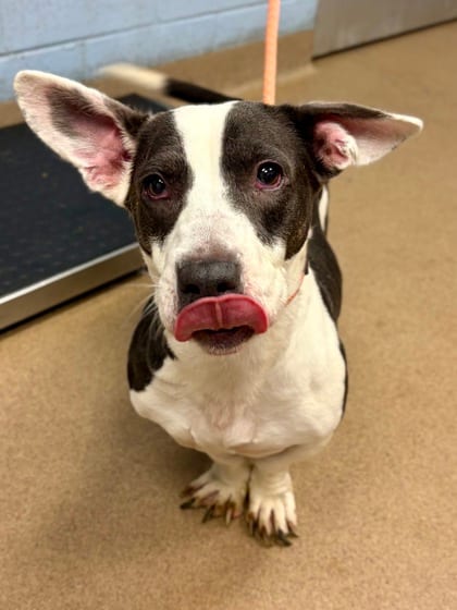 Photo of Mindyn, adoptable dog in Chamblee, Georgia