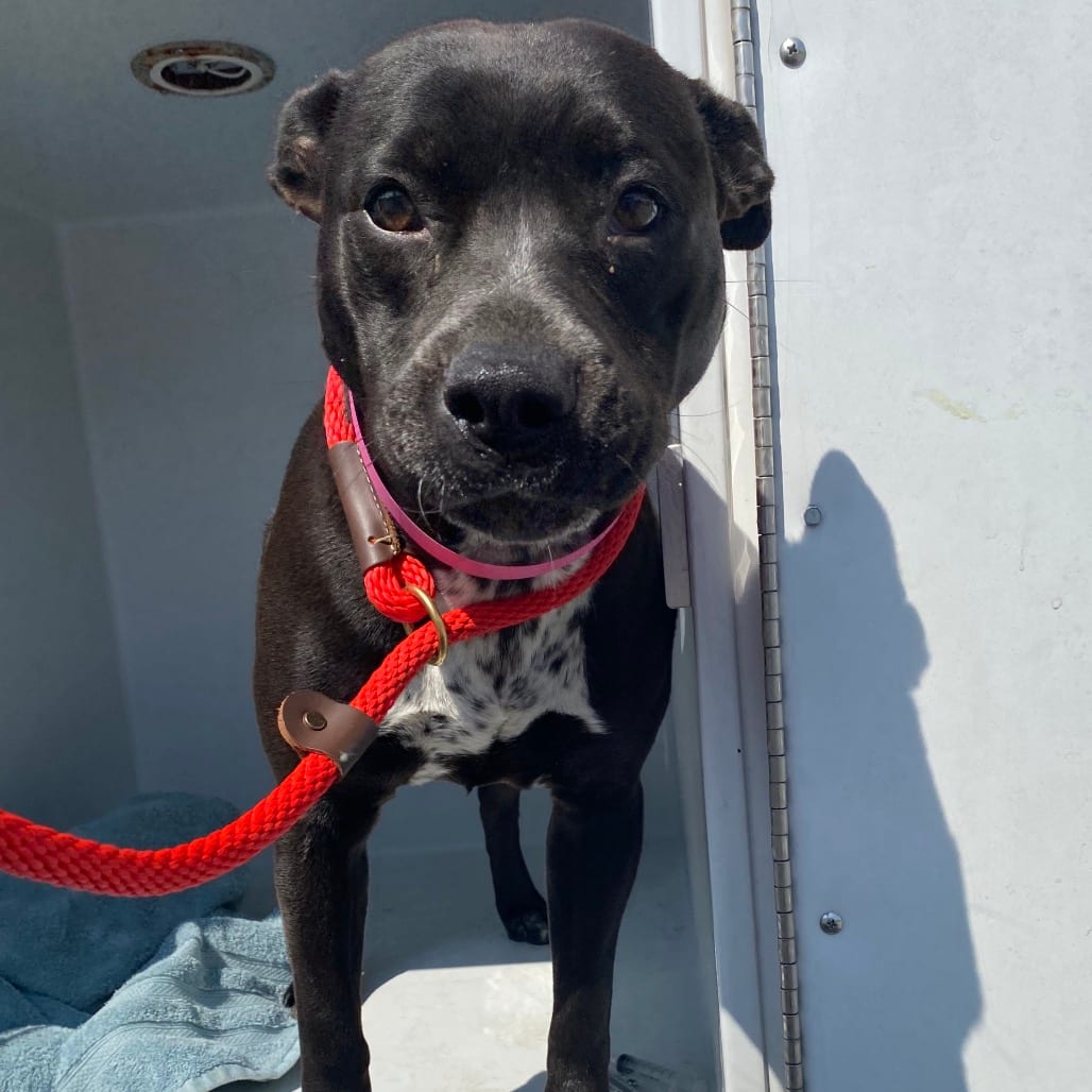 Photo of Pinto Bean, adoptable Mixed Breed (Medium) in Chattanooga, Tennessee