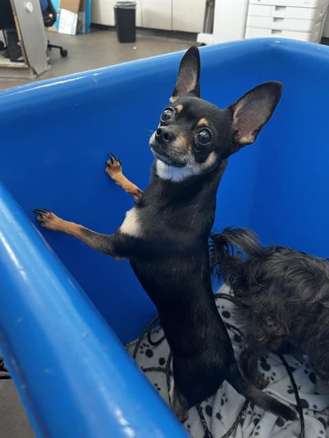 Photo of Lucky, adoptable Mixed Breed