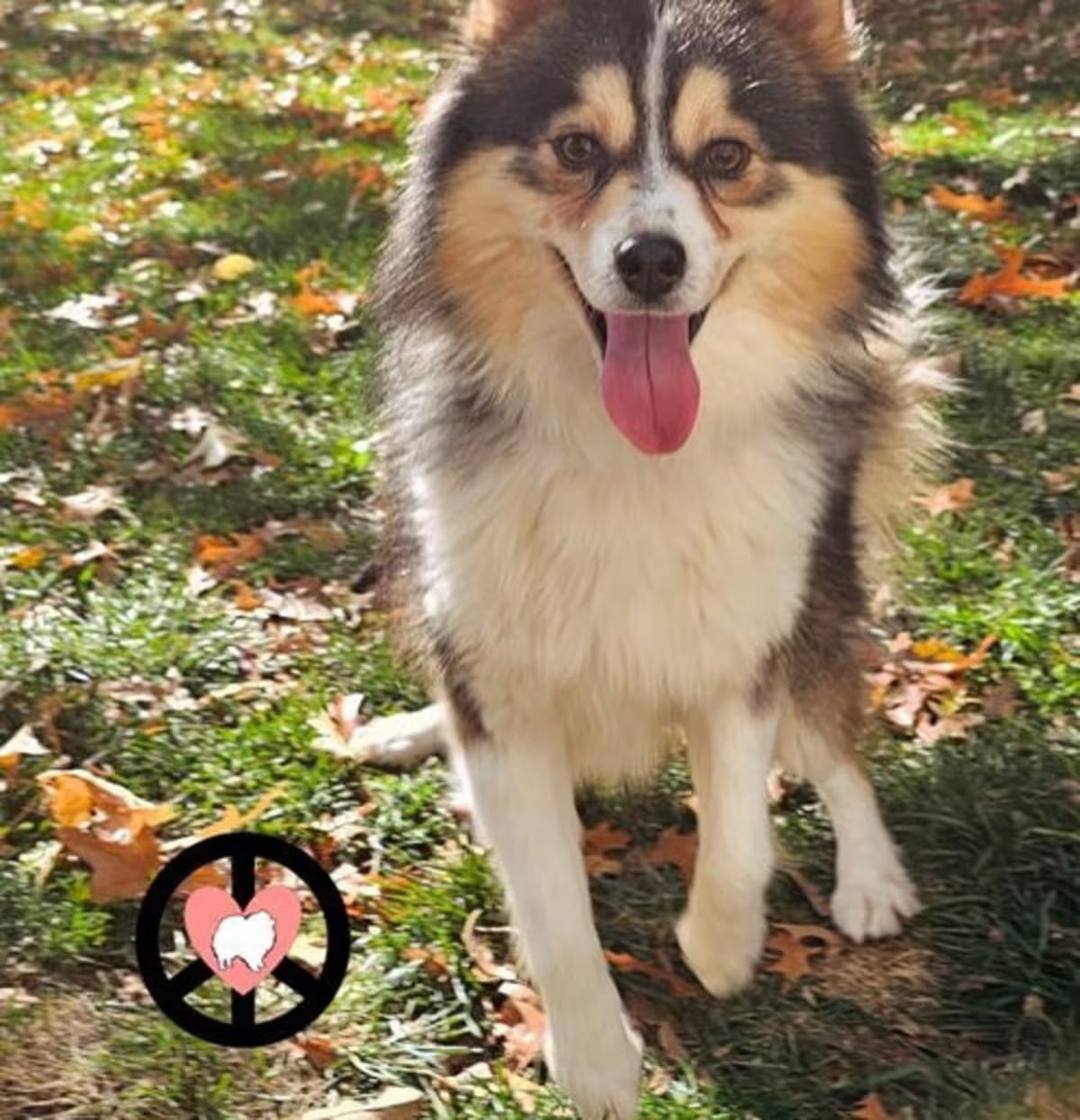 Photo of Poncho, adoptable Pomeranian/Husky in Lebanon, Pennsylvania