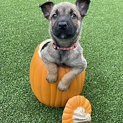 Photo of Hallowed Harvest - Cushaw - Located in Florida, adoptable Belgian Malinois in Imlay City, Michigan