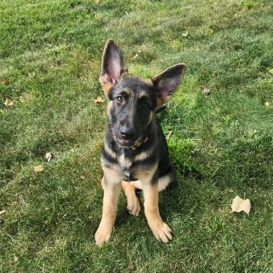 Photo of Bo Peep, adoptable Shepherd, German / Akita in Iowa and surrounding states, Iowa