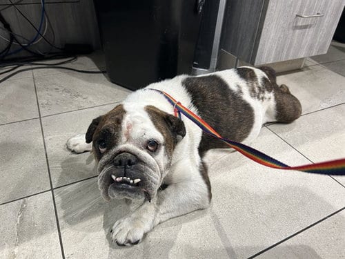 Photo of Panchita, adoptable English Bulldog in Garland, Texas
