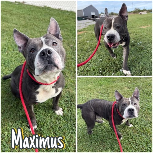 Photo of Maximus, adoptable American Staffordshire Terrier in Pierceton, Indiana