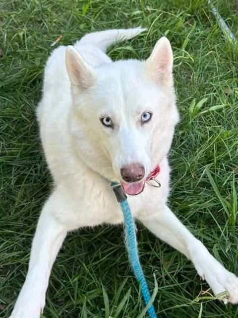 Photo of Pavlova, adoptable Siberian Husky in Sacramento, California