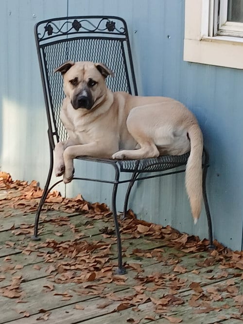 Photo of Jacoby, adoptable Husky in Murfreesboro, North Carolina