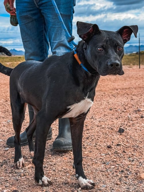 Photo of Holey, adoptable Labrador Retriever in Chandler, Arizona