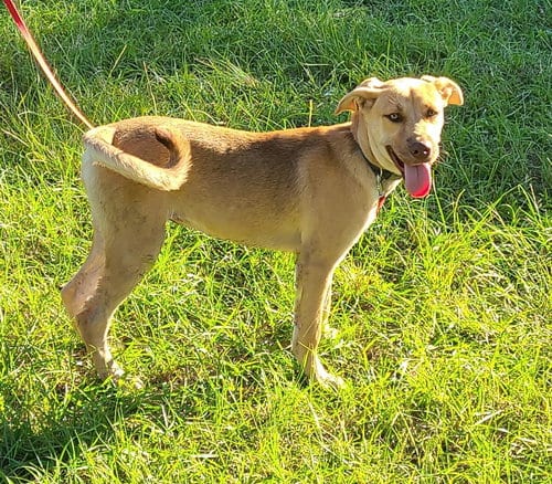 Photo of Leah, adoptable Labrador Retriever in Sheridan, Texas
