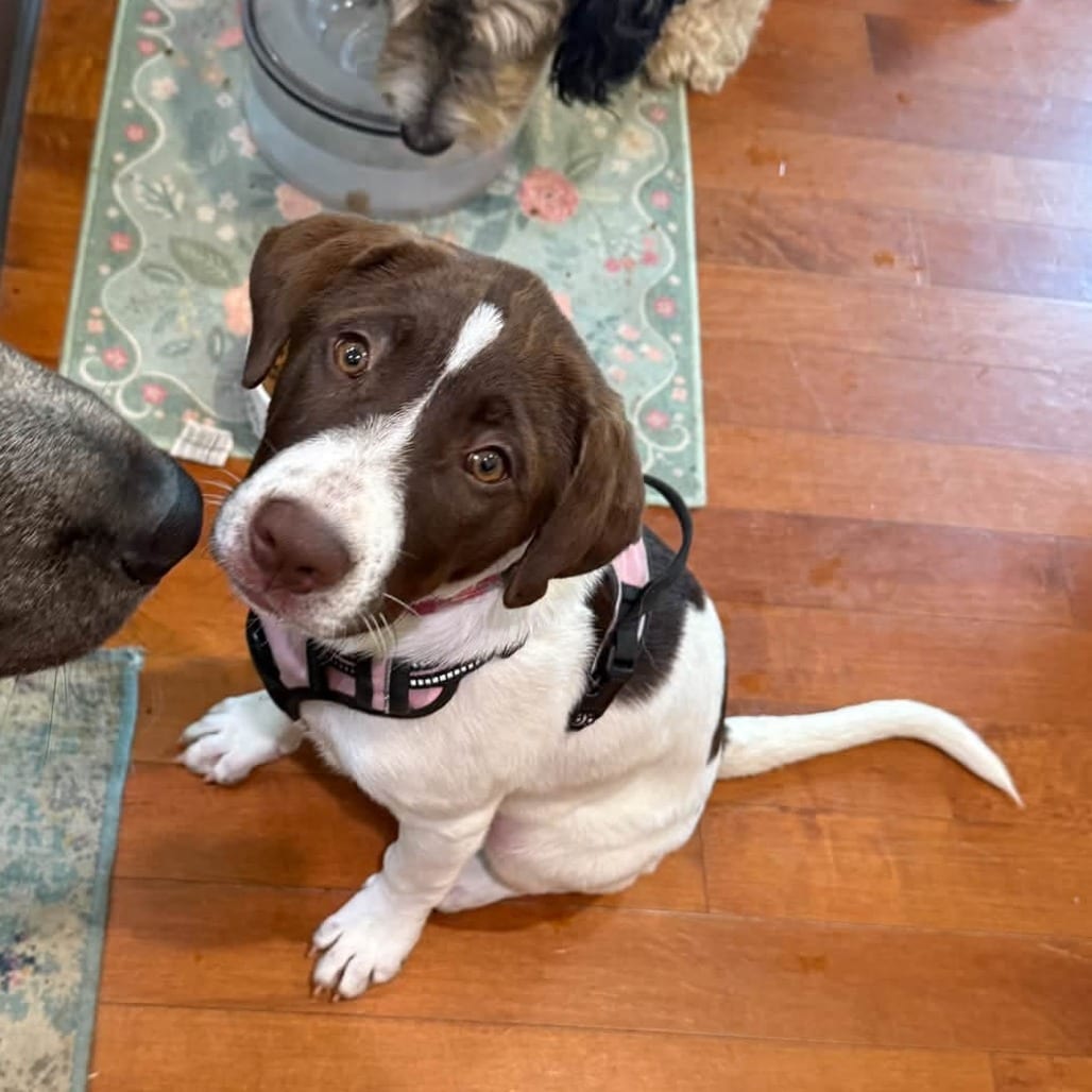 Photo of Kenzie, adoptable Chinese Shar-Pei / Pointer, German Shorthaired in Normal, Illinois