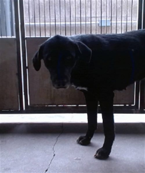 Photo of Belinda, adoptable Labrador Retriever in San Bernardino, California
