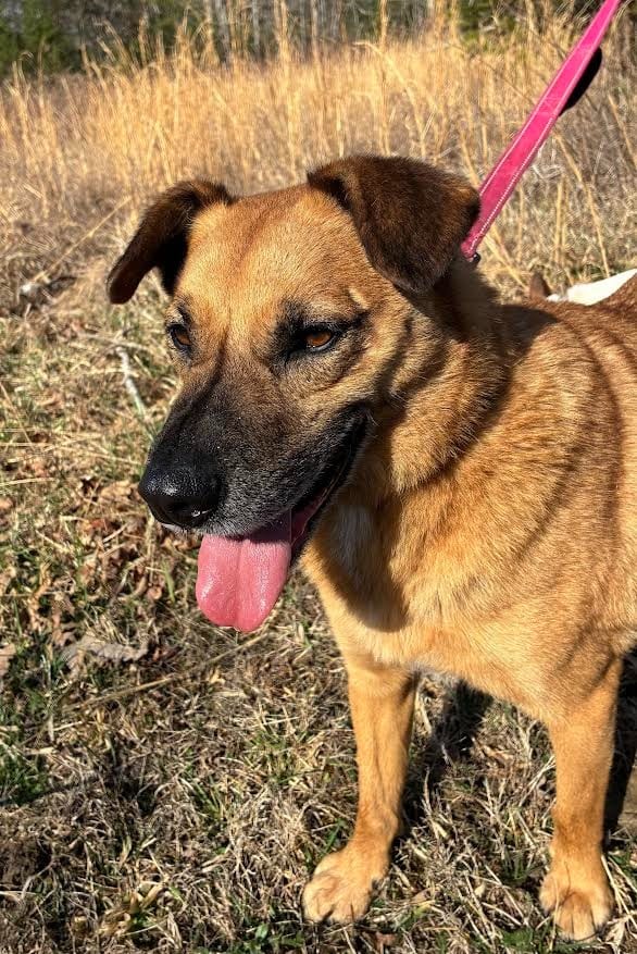 Photo of Journey, adoptable Carolina Dog in Crossville, Tennessee