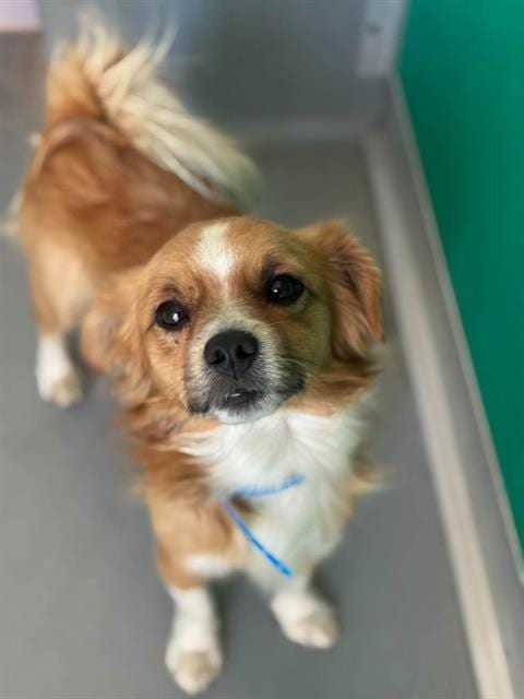 Photo of A256056, adoptable Chihuahua in Visalia, California