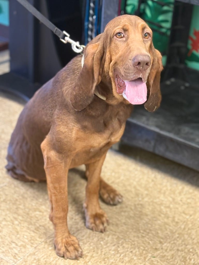 Photo of Daisy, adoptable Bloodhound in Nacogdoches, Texas