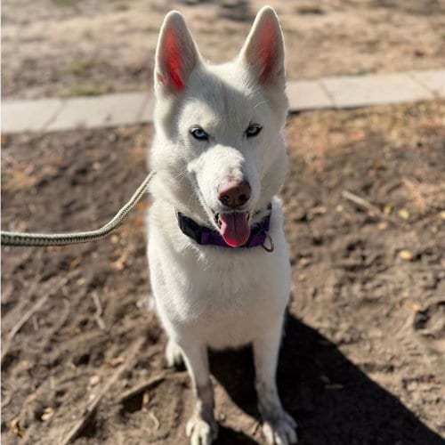Photo of Casper, adoptable Husky in Aurora, Colorado