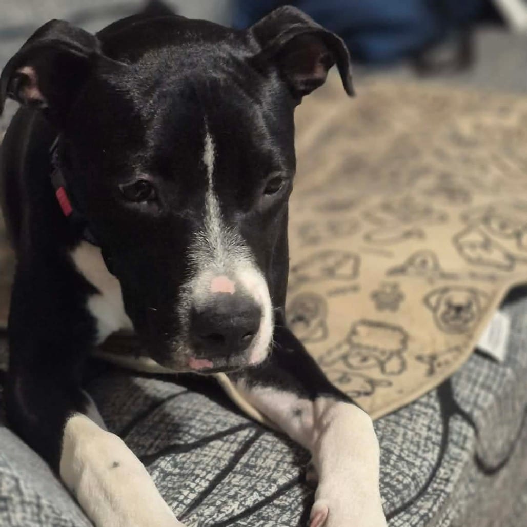Photo of Veda, adoptable Terrier, Pit Bull / Mixed Breed (Medium) in Alma, Wisconsin