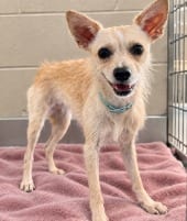 Photo of Butterfly, adoptable Wirehaired Terrier in West Bloomfield, Michigan