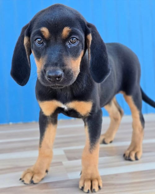 Photo of Ana, adoptable Hound in Sedalia, Colorado