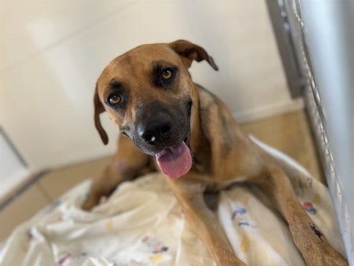 Photo of Zennin, adoptable Pit Bull Terrier in San Bernardino, California