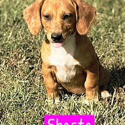 Photo of Shasta, adoptable Dachshund Australian Cattle Dog in Norfolk, Massachusetts